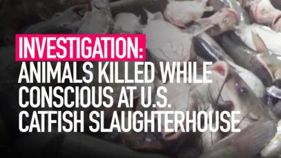 INVESTIGATION: Animals Killed While Conscious at US Catfish Slaughterhouse