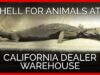 Investigation Reveals Hell on Earth for Animals at California Dealer Warehouse