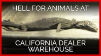 Investigation Reveals Hell on Earth for Animals at California Dealer Warehouse