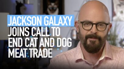 Jackson Galaxy Calls for an End to the Dog and Cat Meat Trade