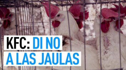 KFC: Di NO a las JAULAS