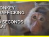 Monkey Trafficking in 60 Seconds Flat