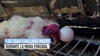 MUDA FORZADA | Nueva investigación de Igualdad Animal