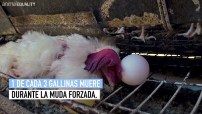 MUDA FORZADA | Nueva investigación de Igualdad Animal