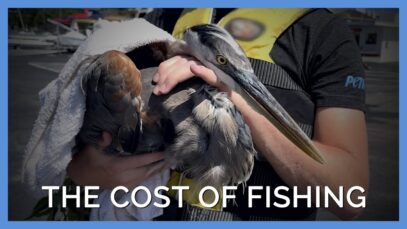 PETA Tries to Save Great Blue Heron Who Was Caught in Fishing Line