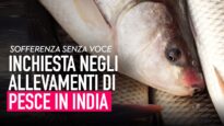 Sofferenza senza voce: inchiesta negli allevamenti di pesce in India