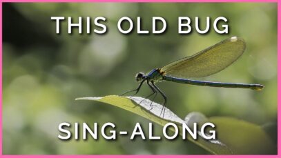 Teachkind and PETA Kids Present: 'This Old Bug' Sing-Along
