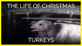 The Life of Christmas Turkeys