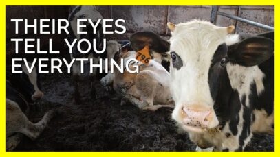Their Eyes Tell You Everything  #shorts