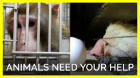 These Animals Desperately Need Your Help This August