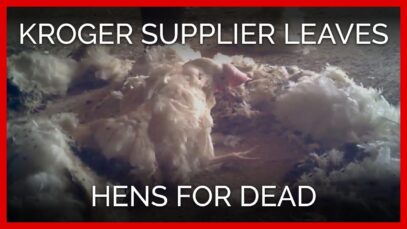 This Hen Was Left to Die on the Floor of a Massive Egg Farm