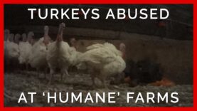 Turkeys Kicked and Spiked at ‘Humane’ Farms Supplying Top Grocers