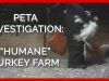 Turkeys Stomped on, Punched, and Left to Die at ‘Humane’ Farms Supplying Top Grocers