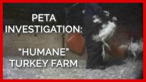 Turkeys Stomped on, Punched, and Left to Die at ‘Humane’ Farms Supplying Top Grocers