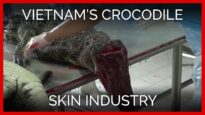 Vietnam’s Crocodile Skin Industry