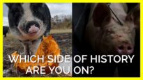 Which Side of History Are You On? Slaughterhouse vs. Sanctuary #Shorts