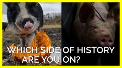 Which Side of History Are You On? Slaughterhouse vs. Sanctuary #Shorts