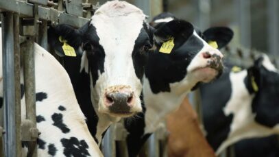 Why Cows Are Kept Pregnant?
