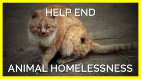 You Can Help End the Homeless Animals Crisis