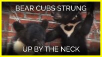 Bear Cubs Strung Up by the Neck