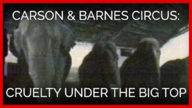 Carson & Barnes Circus: Cruelty Under the Big Top
