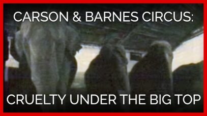 Carson & Barnes Circus: Cruelty Under the Big Top