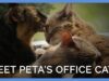 Cat Trio Goes From Being Homeless to Living at PETA’s Headquarters