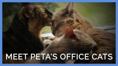 Cat Trio Goes From Being Homeless to Living at PETA’s Headquarters