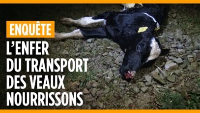 Cruauté envers les veaux nourrissons au centre de transit de Tollevast