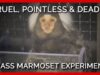 Cruel, Pointless, and Deadly: Experiments on Marmosets at the University of Massachusetts–Amherst