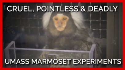 Cruel, Pointless, and Deadly: Experiments on Marmosets at the University of Massachusetts–Amherst