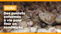 Daunat soutient l’enfermement à vie des poulets