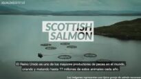De esta manera se mata al salmón escocés