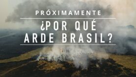 Descubre qué industria está detrás de la deforestación masiva en Brasil