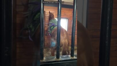 EXPOSED: Horse Trainer Screams at, Terrifies and Beats Young Racehorse