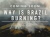 Find out which industry is driving mass deforestation in Brazil