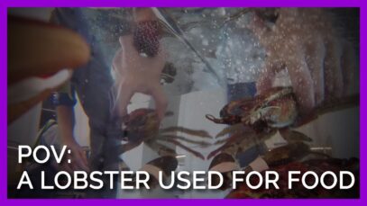 If You Were A Lobster About to Be Boiled Alive