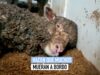 La crueldad de la exportación de animales