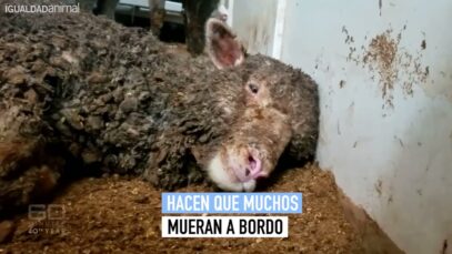 La crueldad de la exportación de animales