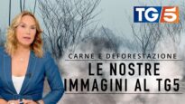Le nostre immagini al TG5: l'industria della carne dietro la deforestazione in Brasile