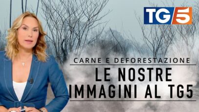 Le nostre immagini al TG5: l'industria della carne dietro la deforestazione in Brasile