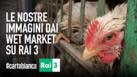 Le nostre nuove immagini dai wet market su Rai 3!