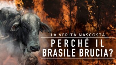 L’industria della carne dietro deforestazione e incendi: ecco perché il Brasile brucia