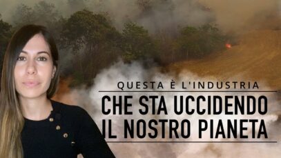 L'industria della carne dietro la deforestazione in Brasile: aiutaci a fermarla!