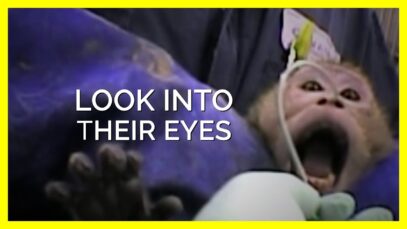 Look Into the Eyes of Animals Experimenters Torture in Labs #shorts