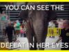 Minnie The Elephant’s Defeated Eyes Will Leave You Heartbroken