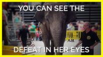 Minnie The Elephant’s Defeated Eyes Will Leave You Heartbroken