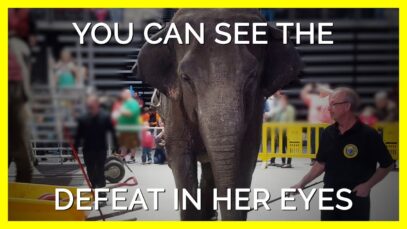 Minnie The Elephant’s Defeated Eyes Will Leave You Heartbroken