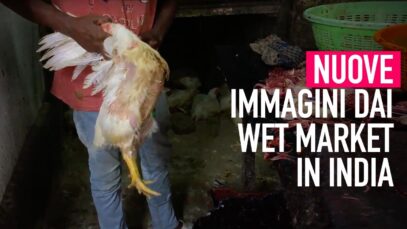 Nuova inchiesta: nei wet market in India, dove nulla è cambiato