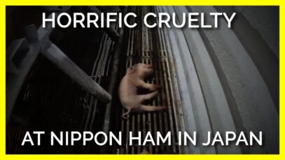 PETA Asia Exposes Horrific Cruelty to Pigs at Nippon Ham in Japan